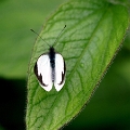 PIERIDAE, Leptophobia aripa aripa